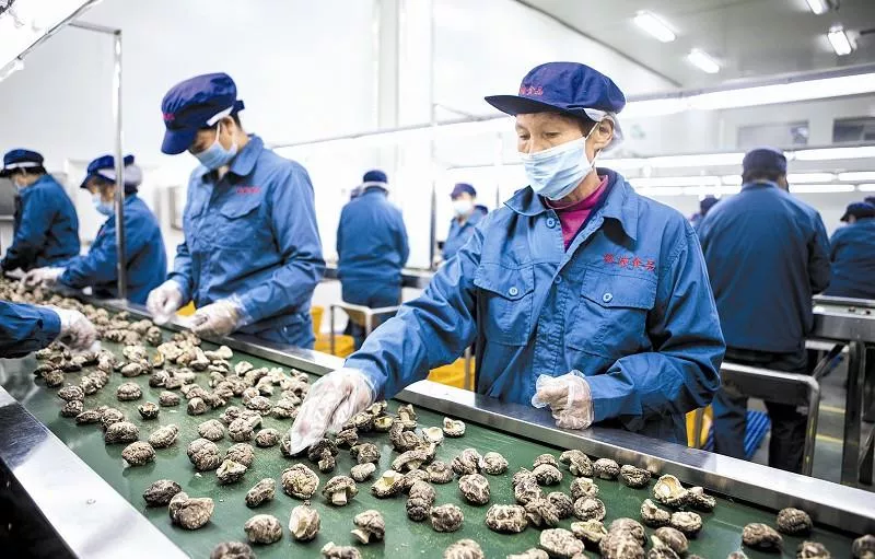 大豆加工：打开健康的美味之门